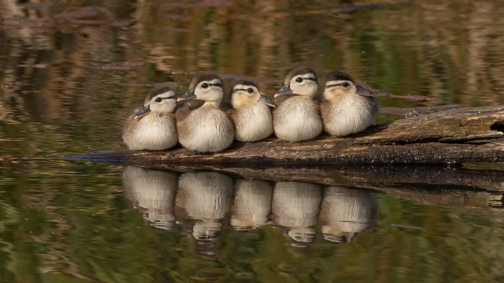 亚特兰大前压策略持续打击对方中场,亚特兰大阵型